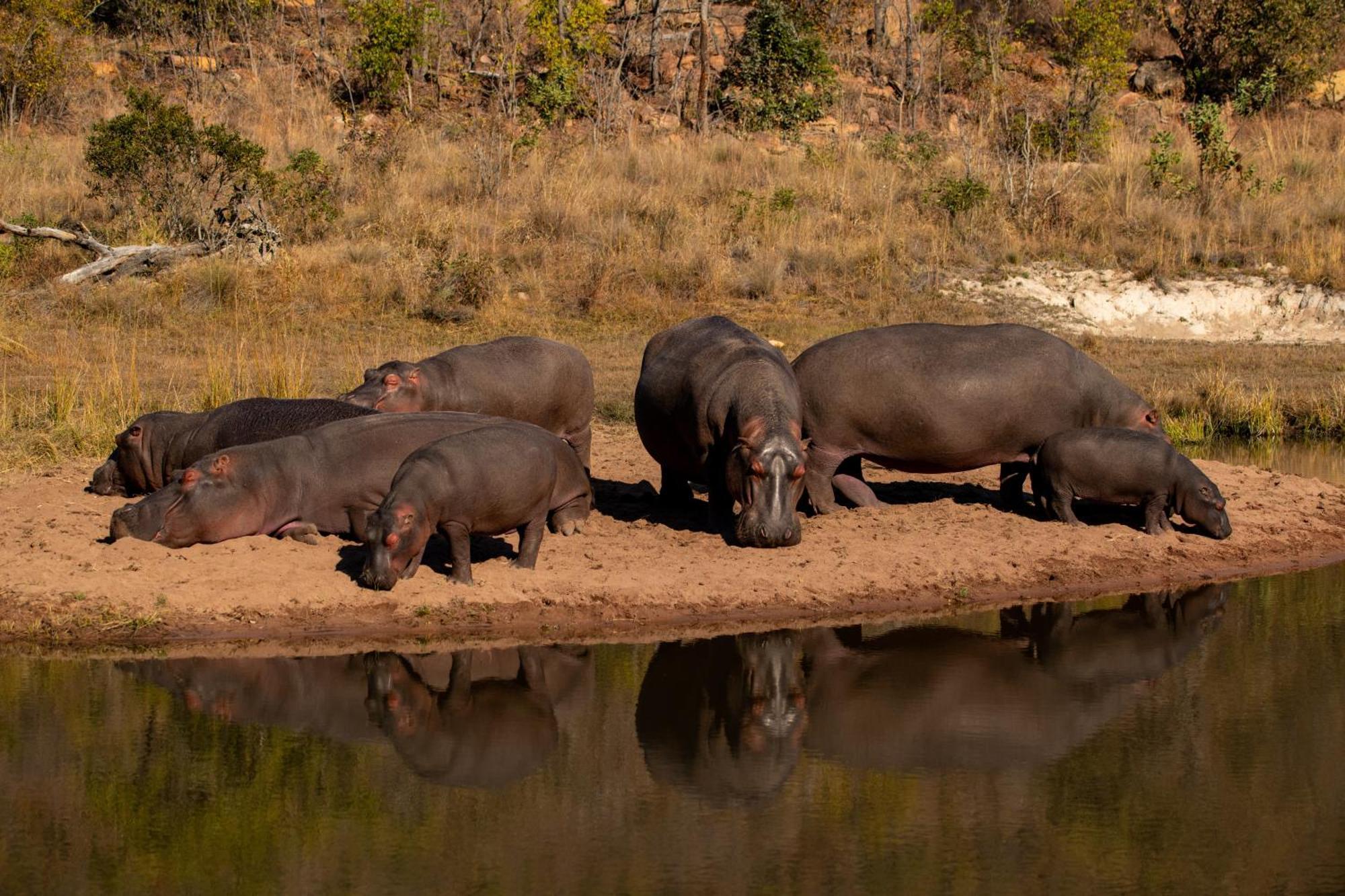 Elephants Crossing Заповедник Велгевонден Экстерьер фото